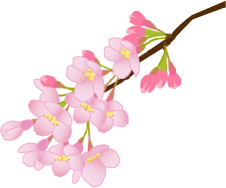 sakura.png