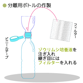 ゾウリムシの簡易な培養法