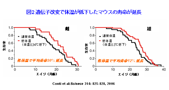 低 体温 すぎる が