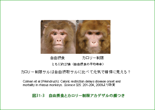 寿命 ニホンザル ニホンザルはペットとして飼育できる？餌と販売値段はどれくらい？