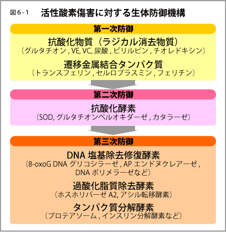 抗 酸化 作用