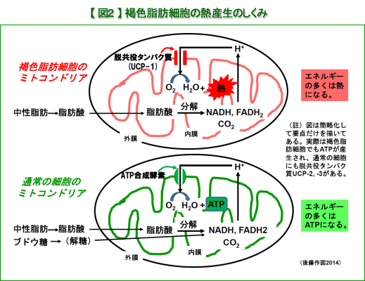 }Q@FbזE̔MŶ