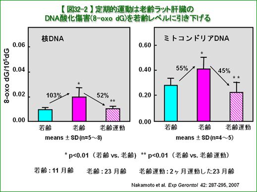 図32-2 定期的運動は老齢ラット肝臓のDNA酸化傷害(8-oxo dG)を若齢レベルに引き下げる