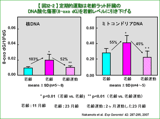}32-2 I^͘Vbg̑DNA_Q(8-oxo dG)xɈ
