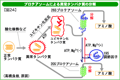 タンパク質分解