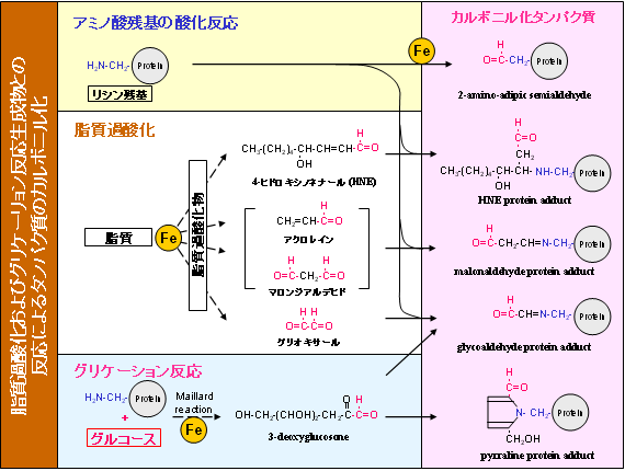 鉄と老化