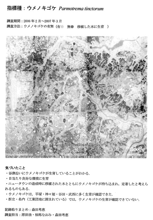 ウメノキゴケ