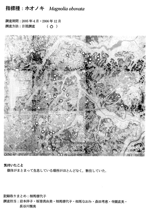 ホオノキ