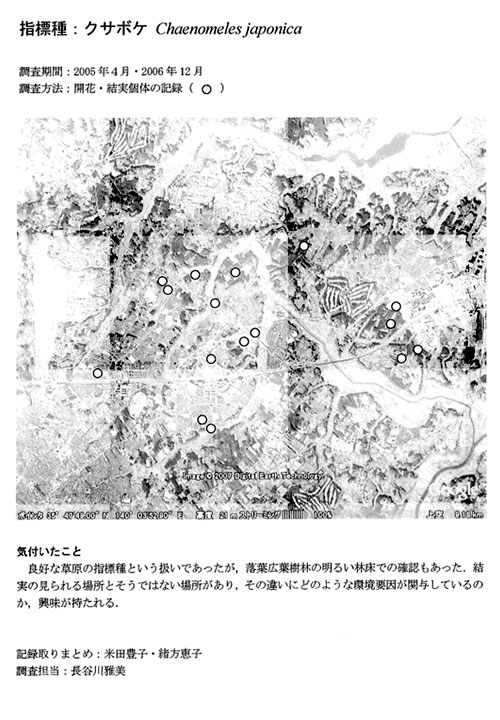 クサボケ