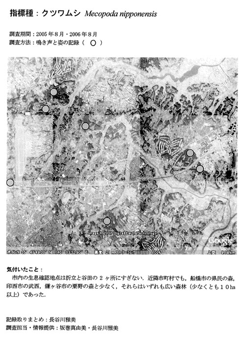 クツワムシ