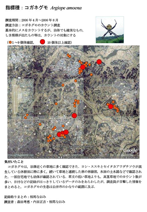 コガネグモ