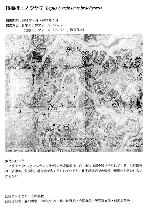 ノウサギ