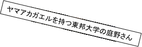 ヤマアカガエルを持つ東邦大学の庭野さん