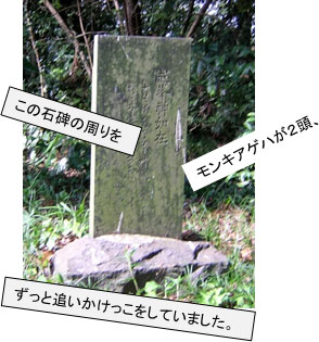 この石碑の周りを　モンキアゲハが２頭、ずっと追いかけっこをしていました。