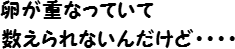 卵が重なっていて数えられないんだけど・・・・