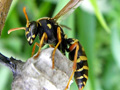フタモンアシナガバチ