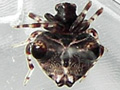 ムツトゲイセキグモ（幼体）