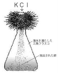 ウニの発生実験