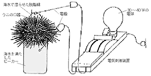 ウニの発生実験