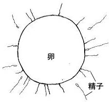 ウニの発生実験