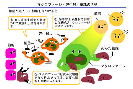 マクロファージ バーチャルラボラトリ