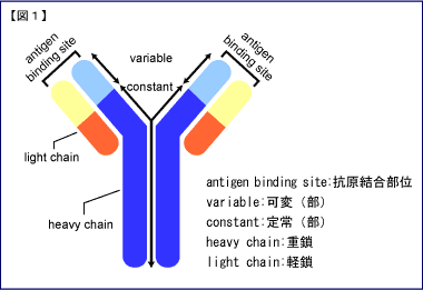 抗体のモデル