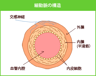 細動脈の構造