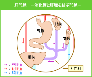 門脈　−消化管と肝臓を結ぶ門脈−