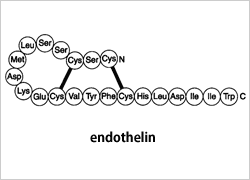 エンドセリン構造式