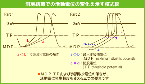 洞房結節での活動電位の変化を示す模式図