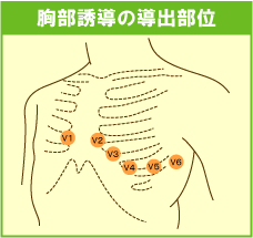胸部誘導の導出部位