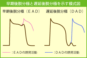 早期後脱分極と遅延後脱分極を示す模式図