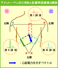 アイントーベンの三角形と各標準肢誘導の関係