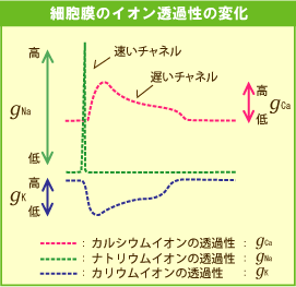 心臓の電気現象