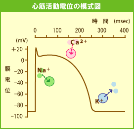 固有 心筋