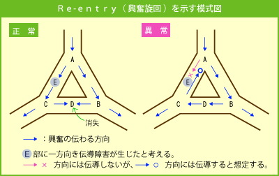 Re-entry(興奮旋回)を示す模式図