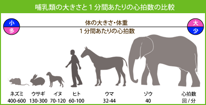 心筋 バーチャルラボラトリ