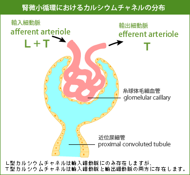 「腎微小循環におけるカルシウムチャネルの分布」　L型カルシウムチャネルは輸入細動脈にのみ存在しますが、T型カルシウムチャネルは輸入細動脈と輸出細動脈の両方に存在します。