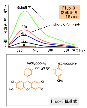 蛍光スペクトルの模式図と構造式：Fluo-3