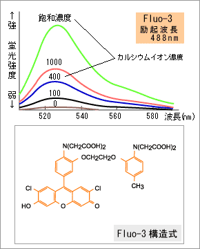 uXyNg̖͎}ƍ\FFluo-3