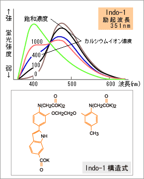 蛍光スペクトルの模式図と構造式：Indo-1