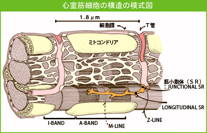 心室筋細胞の構造の模式図