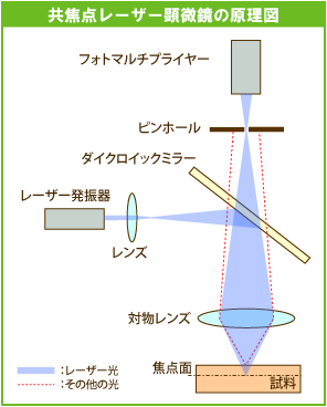 共焦点レーザー顕微鏡の原理図