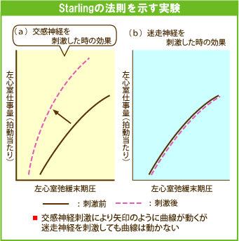 Starlingの法則を示す曲線