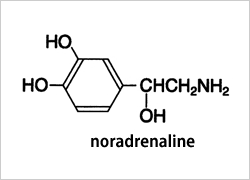 ノルアドレナリン構造式