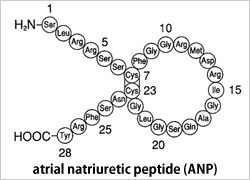 ヒト心房性ナトリウム利尿ペプチド構造式