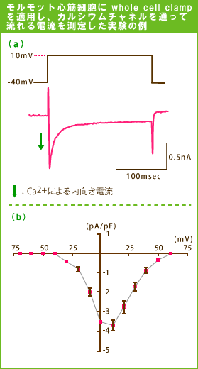 bgS؍זEwhole cell clampKpAJVE`lʂėd𑪒肵̗