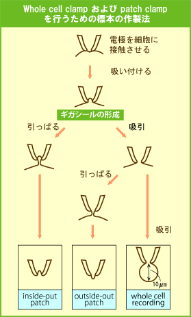 Whole cell clamp  patch clamp s߂̕W{̐@