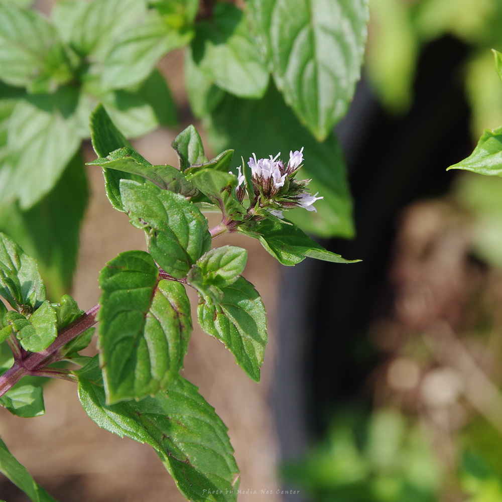 ブラックペパーミント キャンパスの植物たち