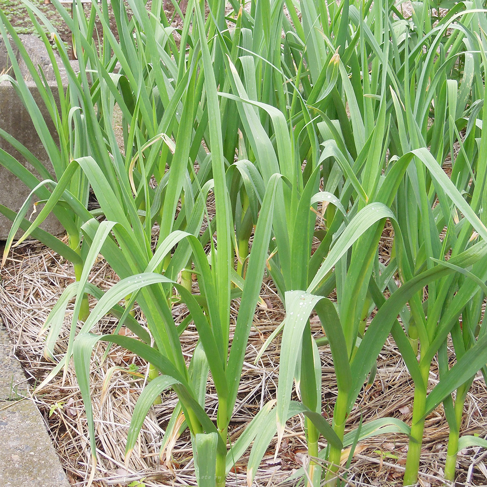 キャンパスの植物たち ニンニク